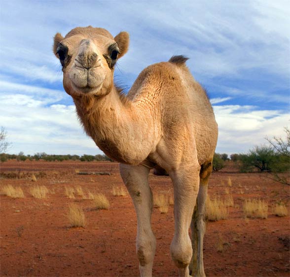 Bactrian camel and dromedary | DinoAnimals.com