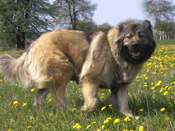 Vicious best sale caucasian shepherd