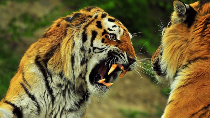 Man-eaters: The Champawat Tiger | DinoAnimals.com