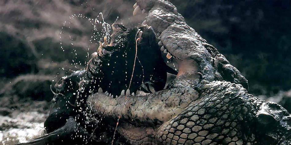 giant crocodile gustave captured