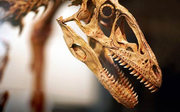 10 Facts About Deinonychus, the Terrible Claw