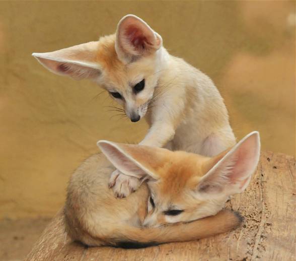 fennec fox hunting