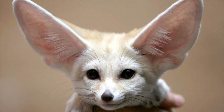 Fennec fox – the smallest canid | DinoAnimals.com