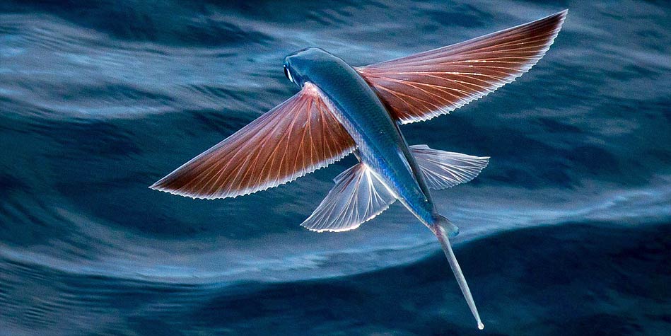 Flying fish – unusual fish 