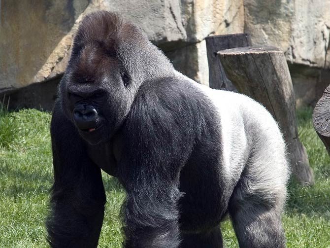 biggest silverback gorilla recorded