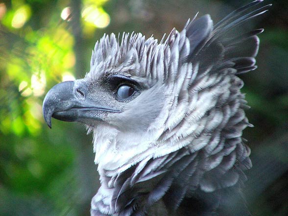 harpy eagle size comparison