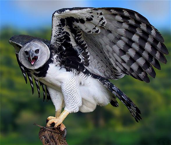 Harpy eagle – one of the largest birds of prey