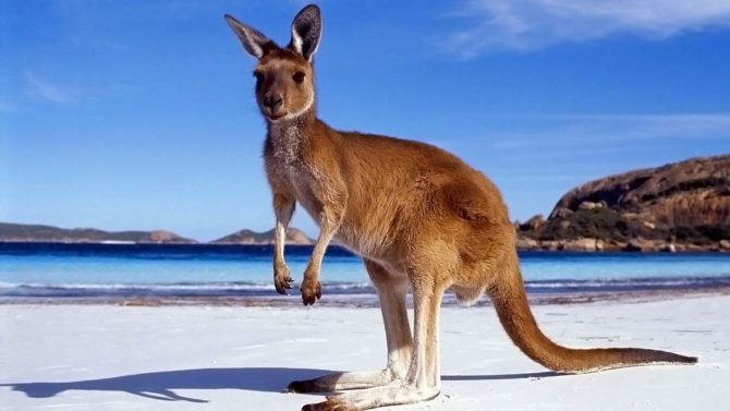 Kangaroo – jumping boxer | DinoAnimals.com