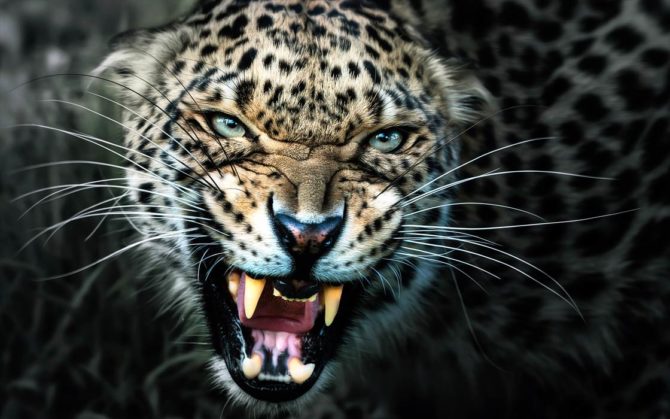 Man-eaters: Leopard of Panar | DinoAnimals.com