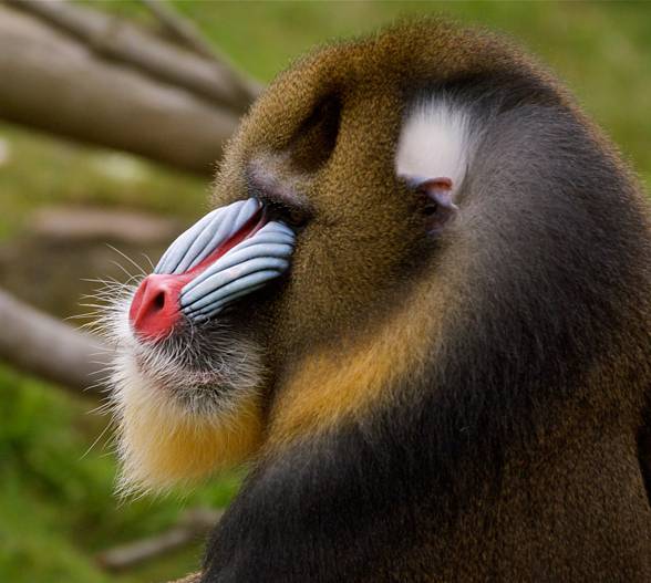 Mandrill, The Largest Monkey of Africa - Taman Safari Bali