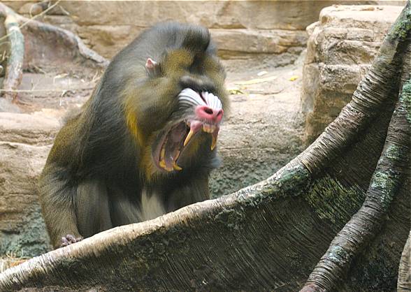 Mandrill, The Largest Monkey of Africa - Taman Safari Bali