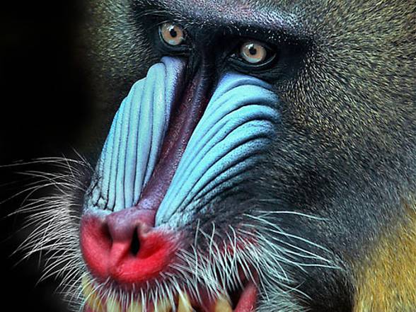 Mandrill, The Largest Monkey of Africa - Taman Safari Bali