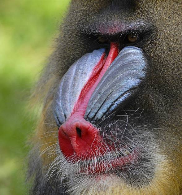 Mandrill, The Largest Monkey of Africa - Taman Safari Bali