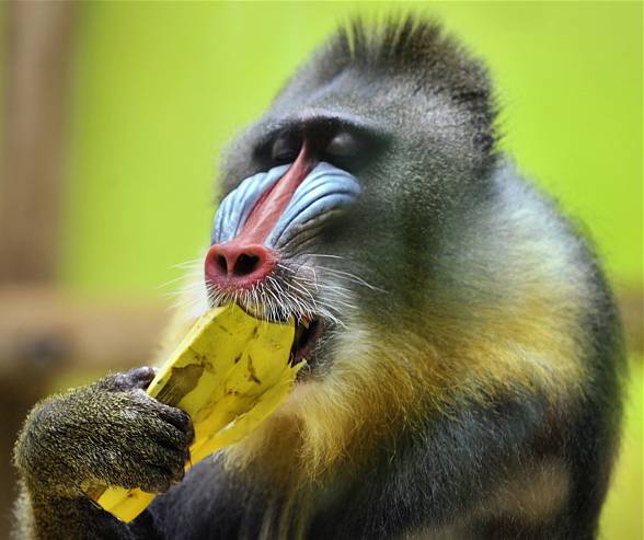 Mandrill, The Largest Monkey of Africa - Taman Safari Bali