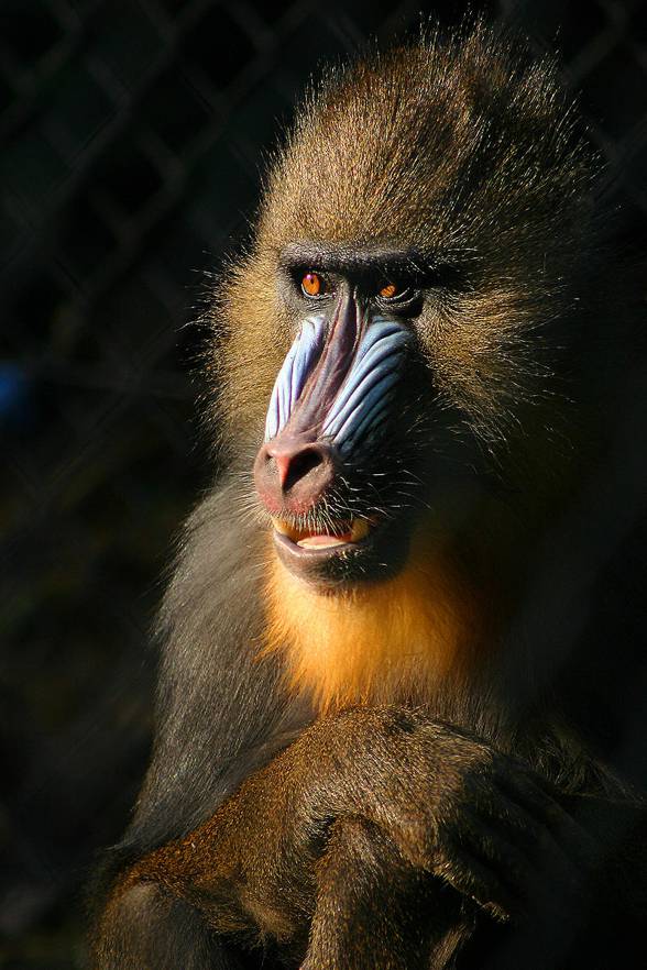 Mandrill, The Largest Monkey of Africa - Taman Safari Bali