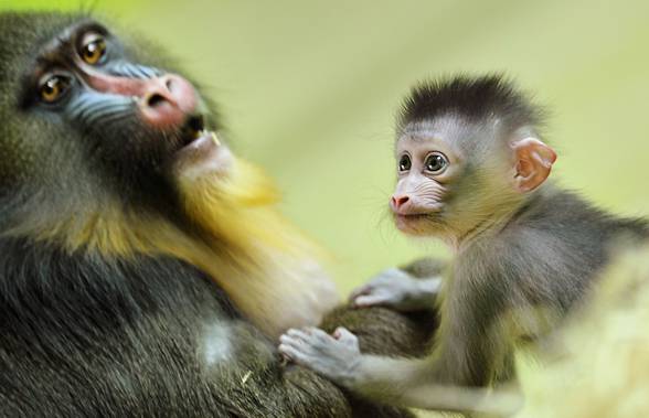 Mandrill, The Largest Monkey of Africa - Taman Safari Bali