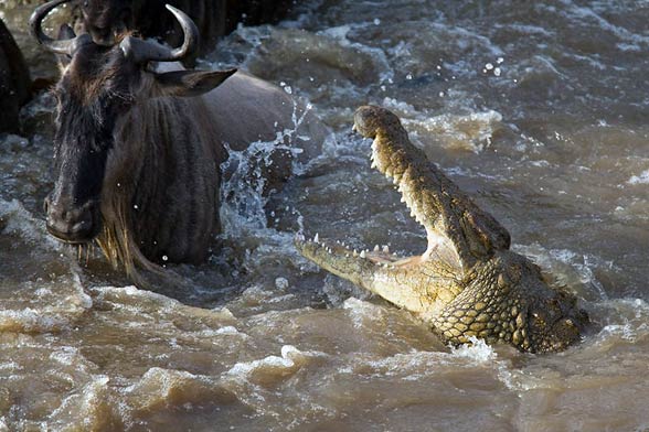 largest crocodile in the world gustave