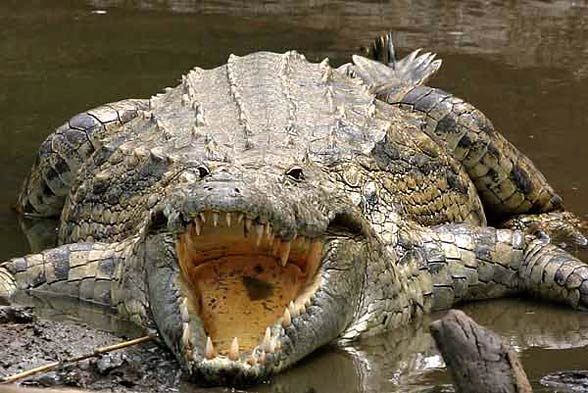 largest crocodile in the world gustave