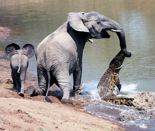 giant crocodile gustave