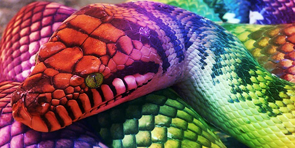 The Rainbow Serpent - the powerful force of everything. 