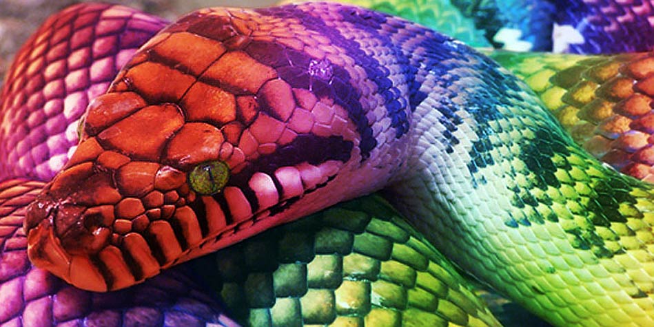 Show Me A Picture Of A Rainbow Snake - Snake Poin