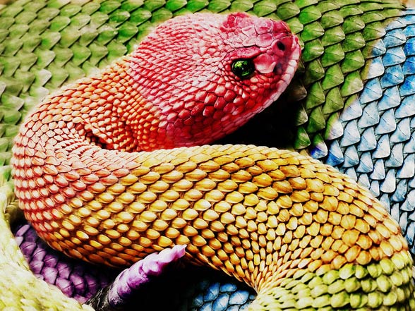 Aboriginal Rainbow  Serpent DinoAnimals com
