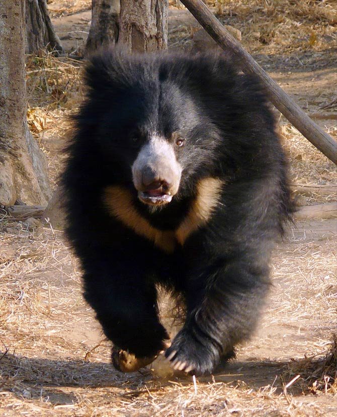 Man-eaters: Sloth bear of Mysore | DinoAnimals.com