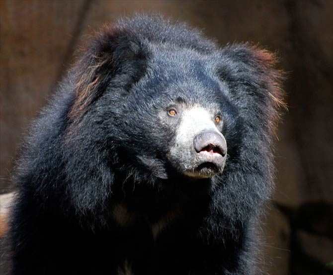 Man-eaters: Sloth bear of Mysore | DinoAnimals.com