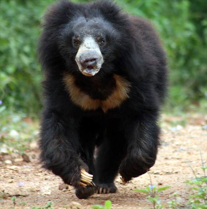 Man-eaters: Sloth bear of Mysore | DinoAnimals.com