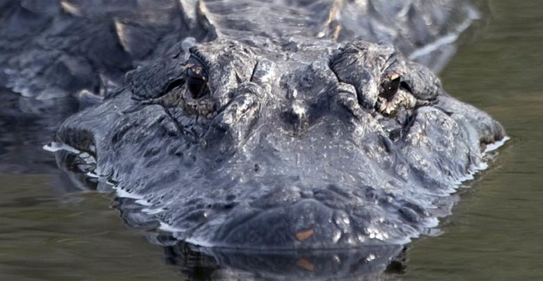 the national alligator rar