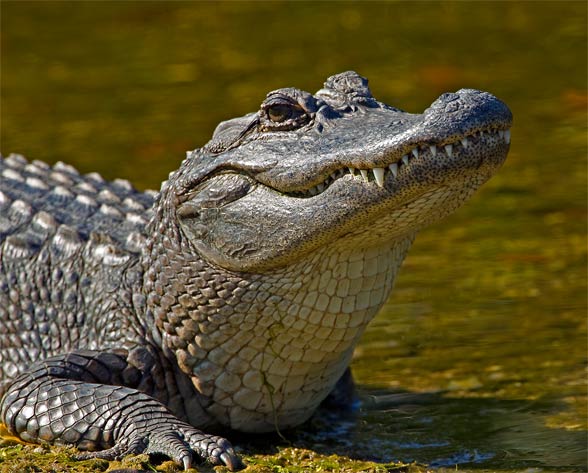 Alligator & Crocodile Similarities