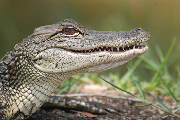 chinese alligator armored belly