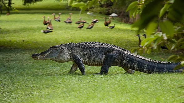 crocodile or alligator growl