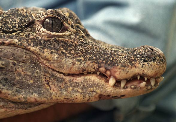 chinese alligator armored belly