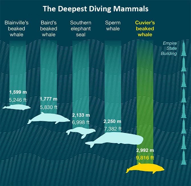 The deepest diving mammals – TOP 10 