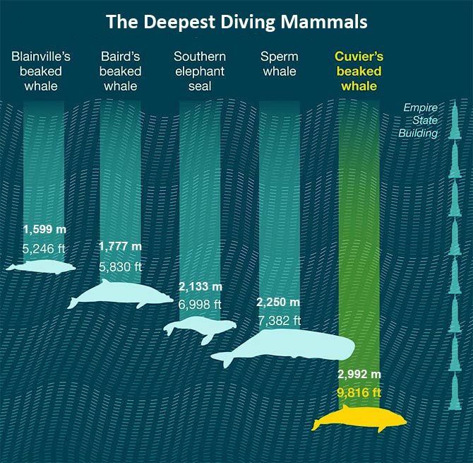 The deepest diving mammals – TOP 10 | DinoAnimals.com