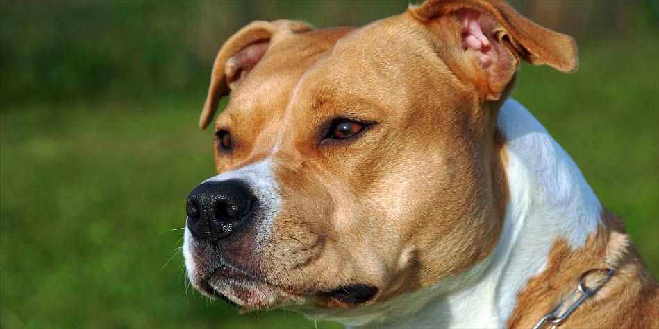 amstaff shire terrier