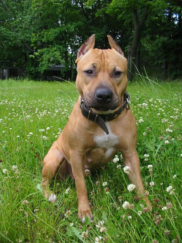 tan english staffy