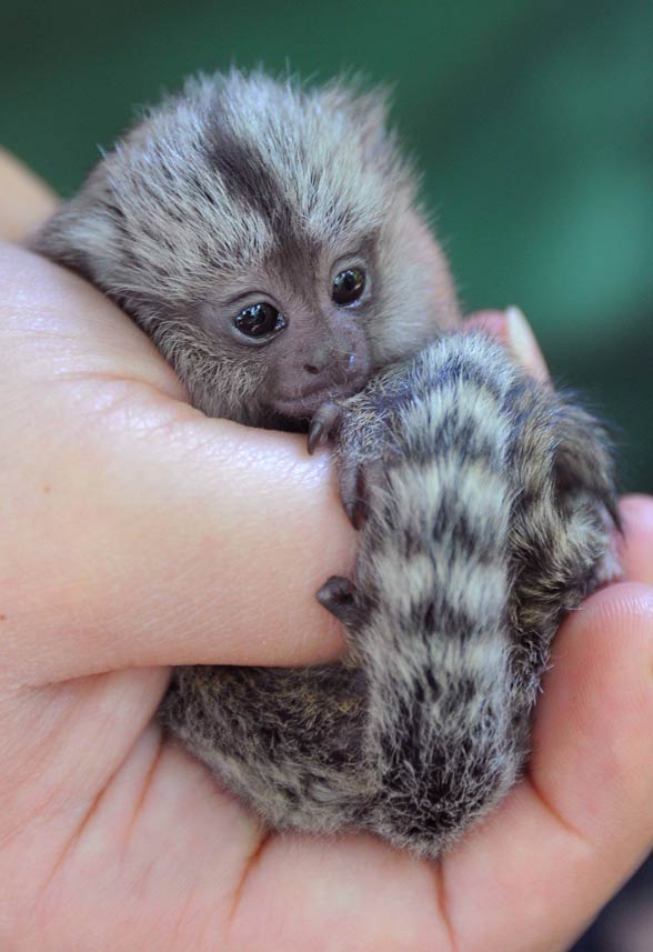 smallest monkey in the world