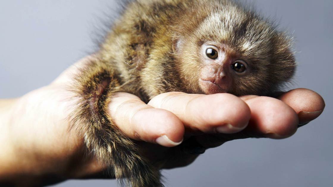 Pygmy Marmoset The Smallest Monkey In The World Dinoanimals Com,How Many Quarters In A Dollar
