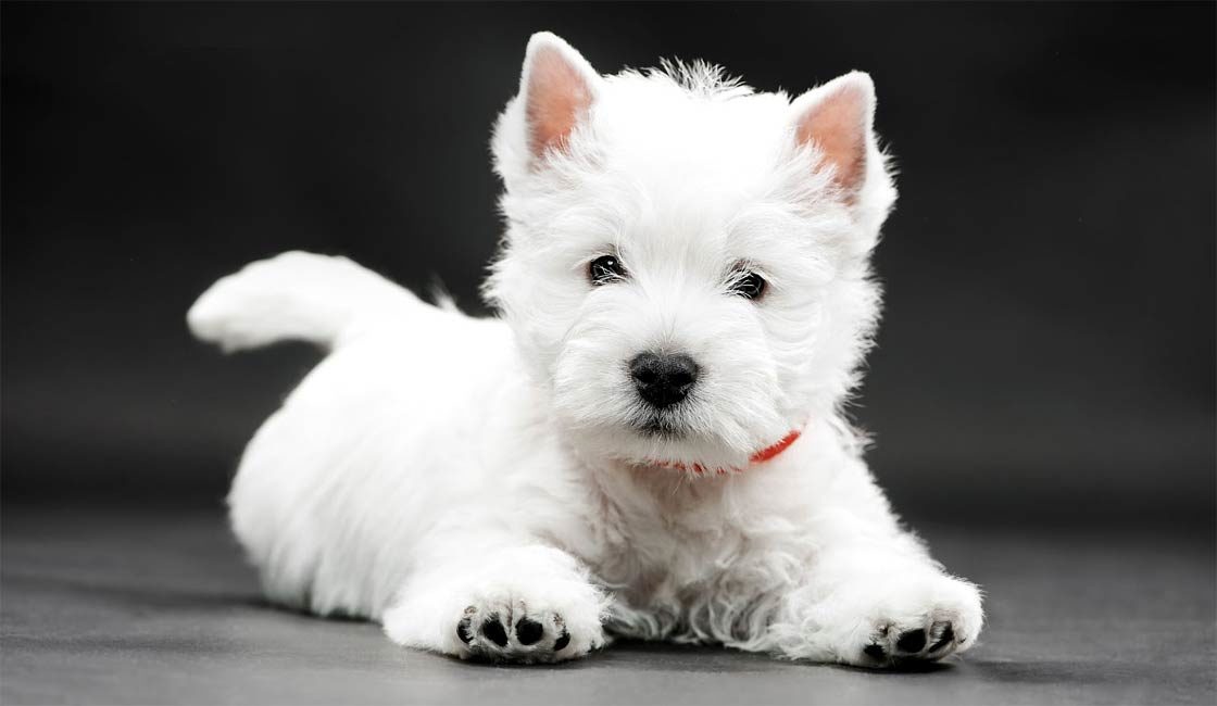 White western 2024 highland terrier