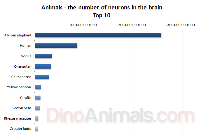 Number of neurons in the brain of animals 
