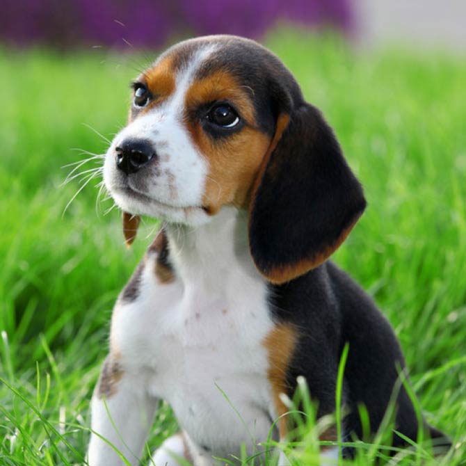 Beagle – a friendly dog | DinoAnimals.com