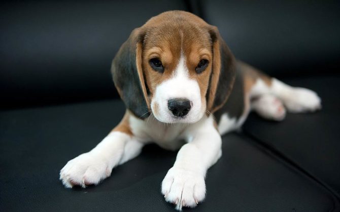 Beagle – a friendly dog | DinoAnimals.com