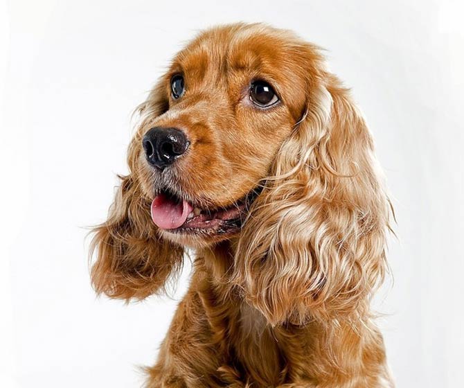 English Cocker Spaniel | DinoAnimals.com