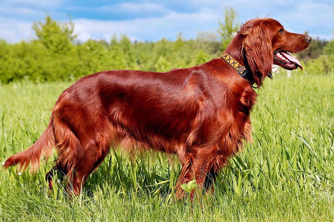 irish-setter-dinoanimals