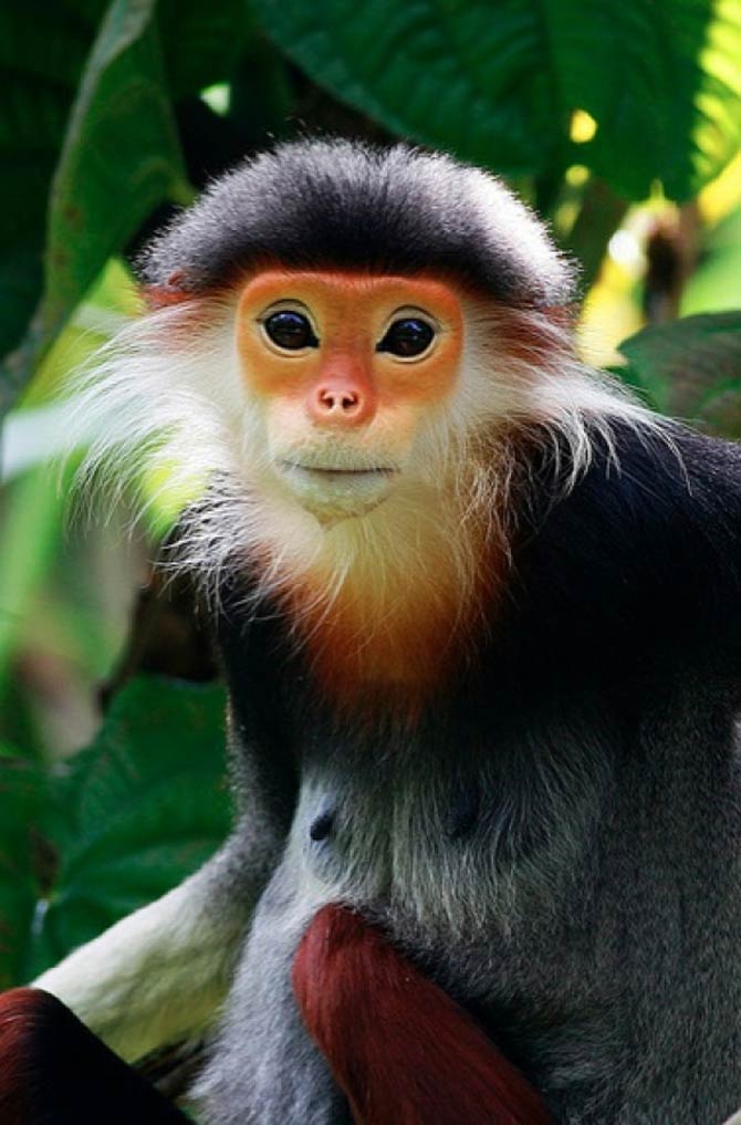 Red Shanked Douc Langur Habitat