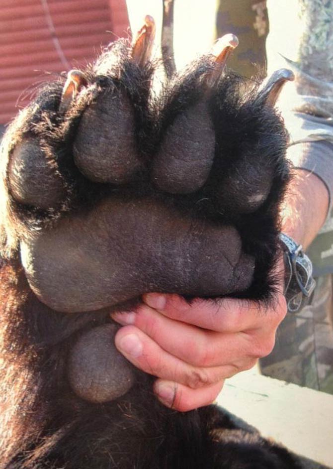 grizzly bear paw size