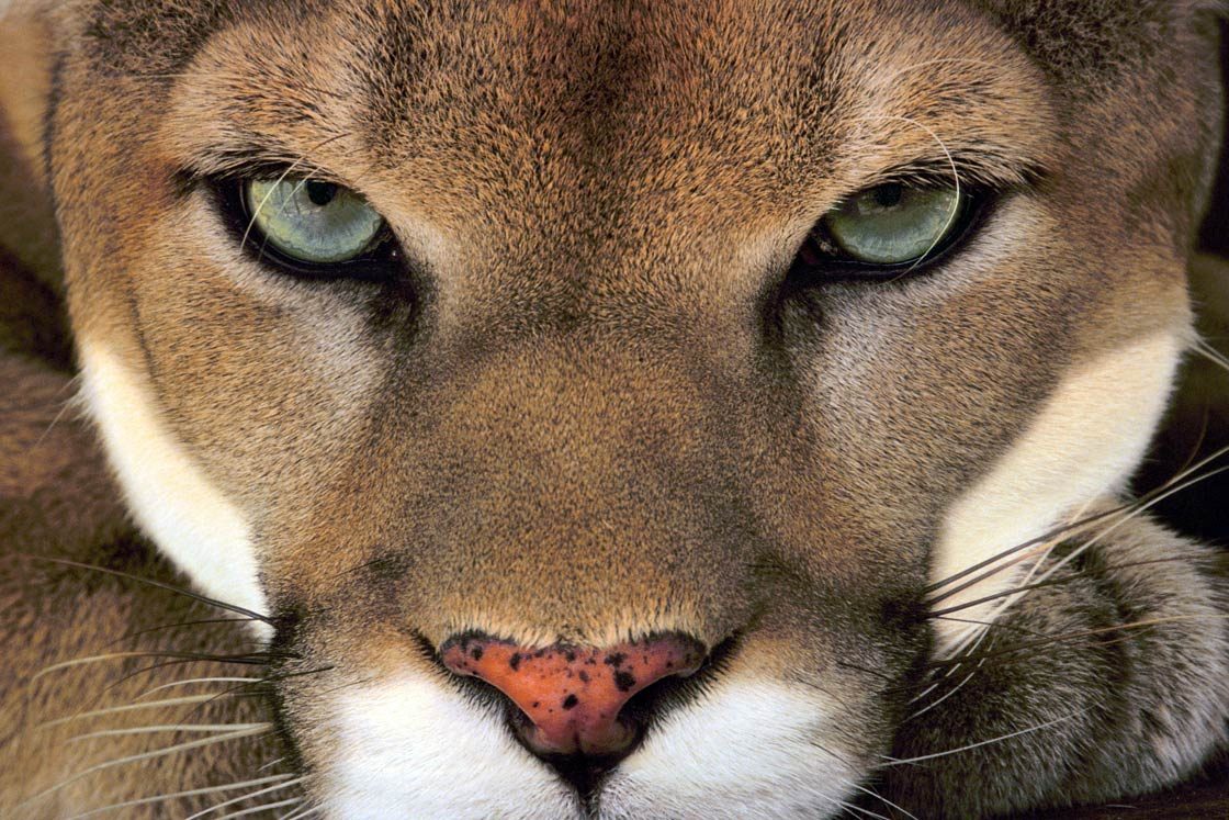 Cougar (Puma) – the largest meowing cat 