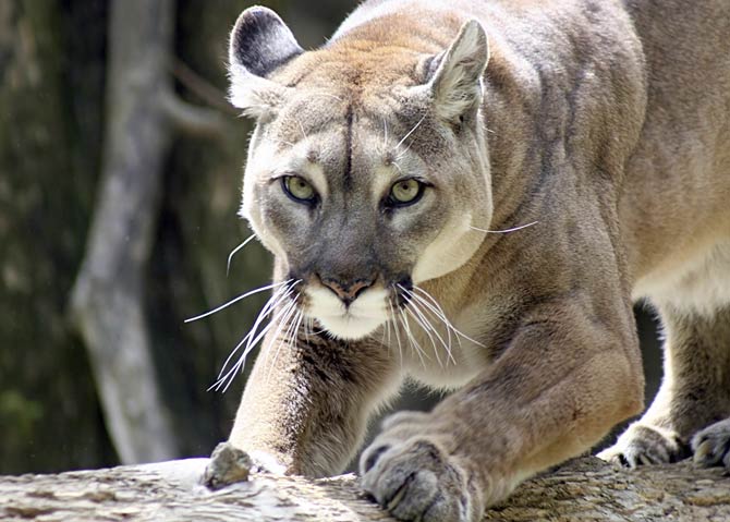 une cougar un puma